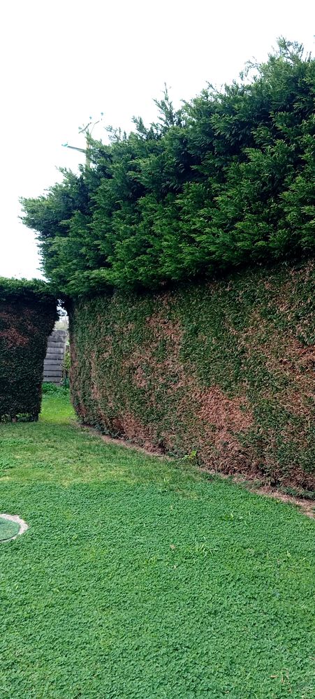 Cherche pour diminuer et de thuya en hauteur 0 85390 Mouilleron-en-pareds