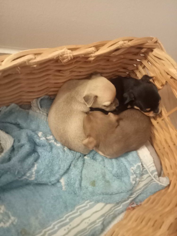 chiot chihuahua 0 95000 Cergy