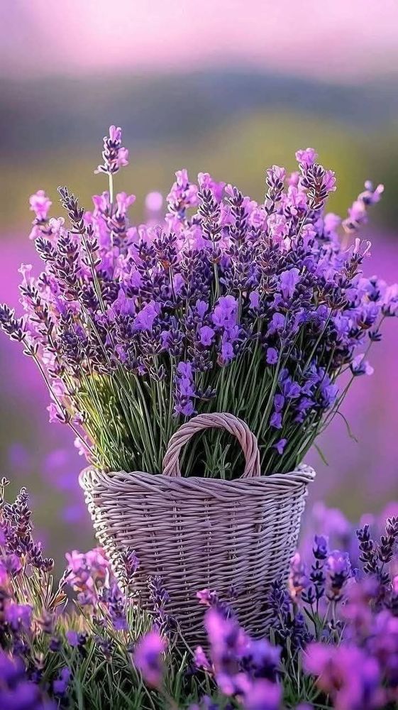 Services a la personne 0 45000 Orl�ans