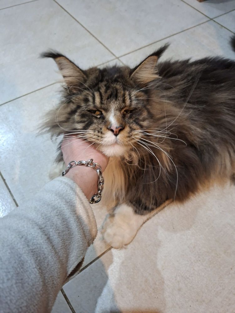 Main coon de deux Ann&eacute;es &agrave;  Vendre &agrave;  500 euros 0 35000 Rennes