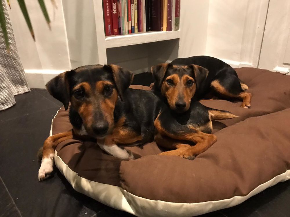 Garde &agrave; domicile de 2 Jack Russell 0 89570 Neuvy-sautour