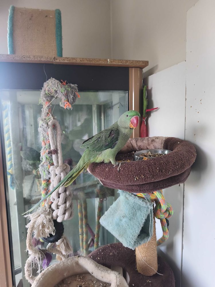 oiseaux eam 0 56380 Guer