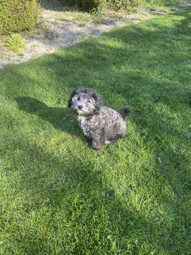 caniche nain m&agrave;&cent;le 0 50200 Coutances