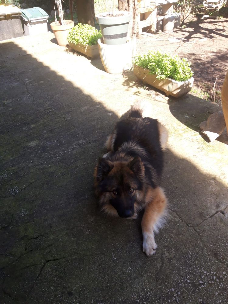 donne chien de race 0 34270 Sainte-croix-de-quintillargues