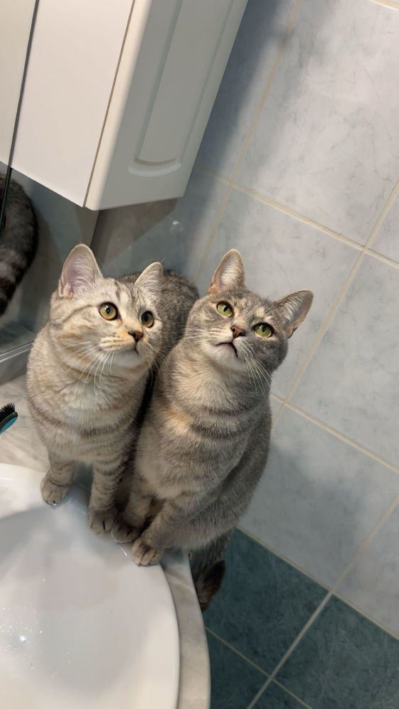 adoption duo chats 350 78470 Saint-r�my-l�s-chevreuse