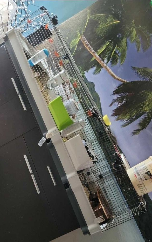 cochon d'inde avec cage de 2m 0 49560 Cl�r�-sur-layon