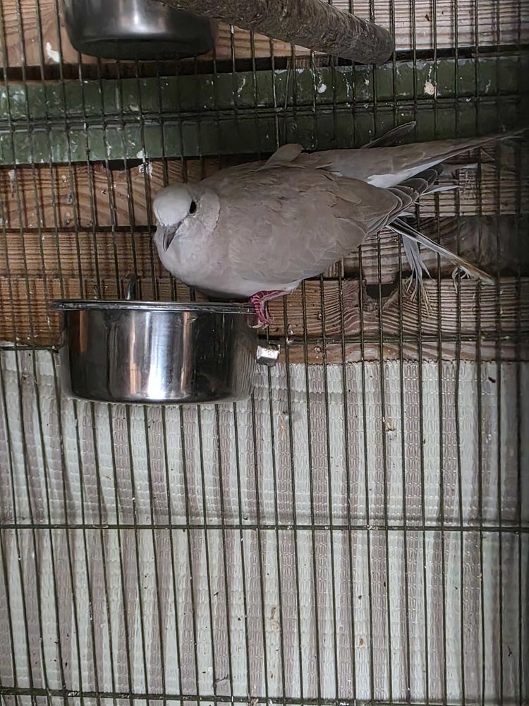 tourterelle 0 04160 Ch�teau-arnoux-saint-auban