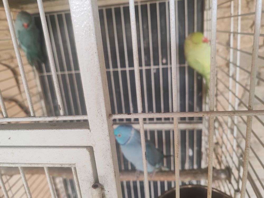 oiseaux 0 69480 Anse