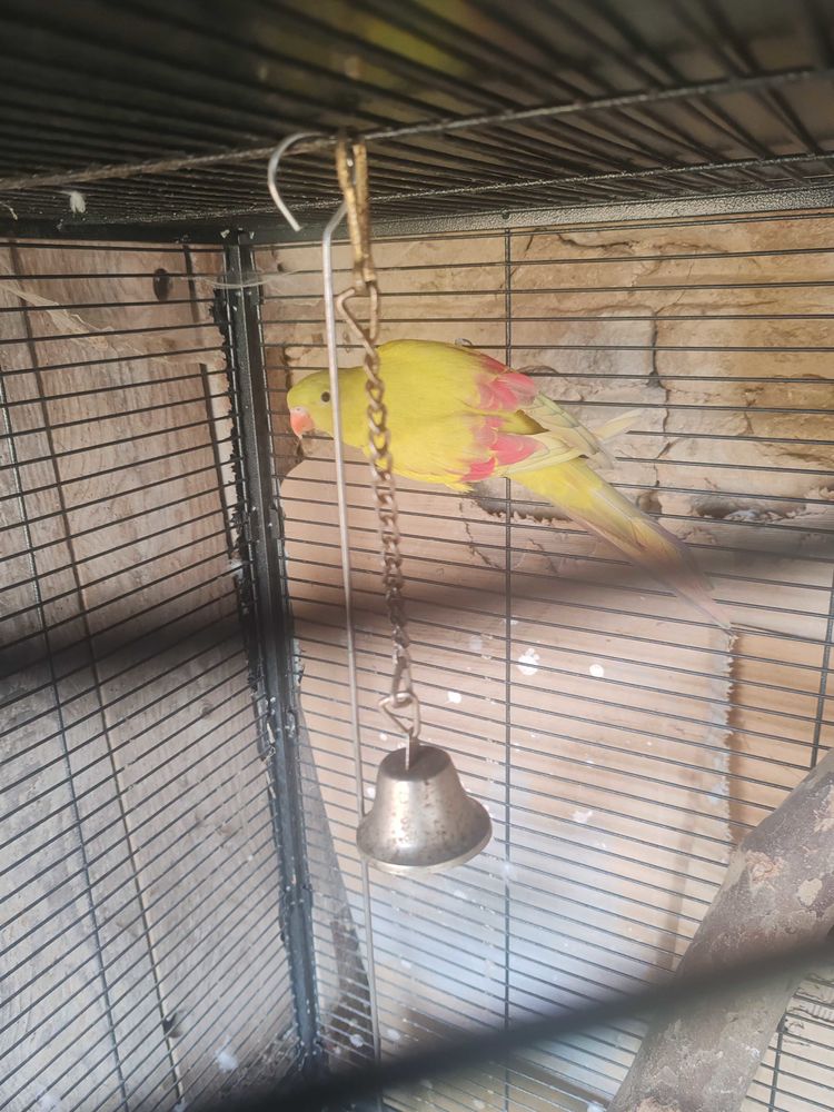 oiseaux 0 69480 Anse