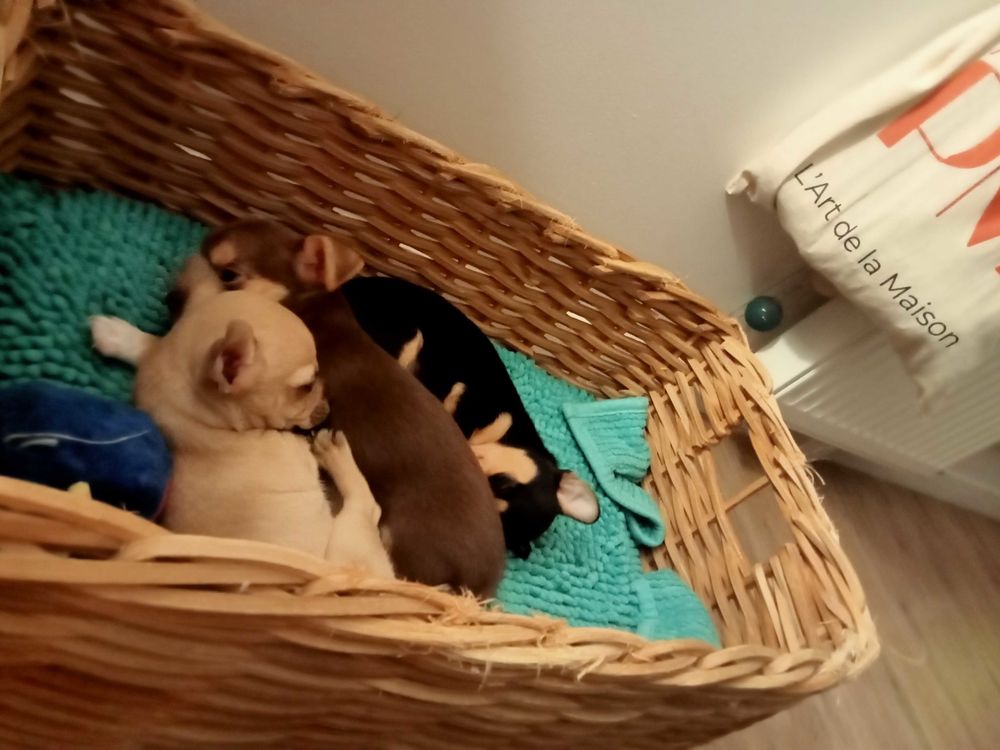 chiots 0 95000 Cergy