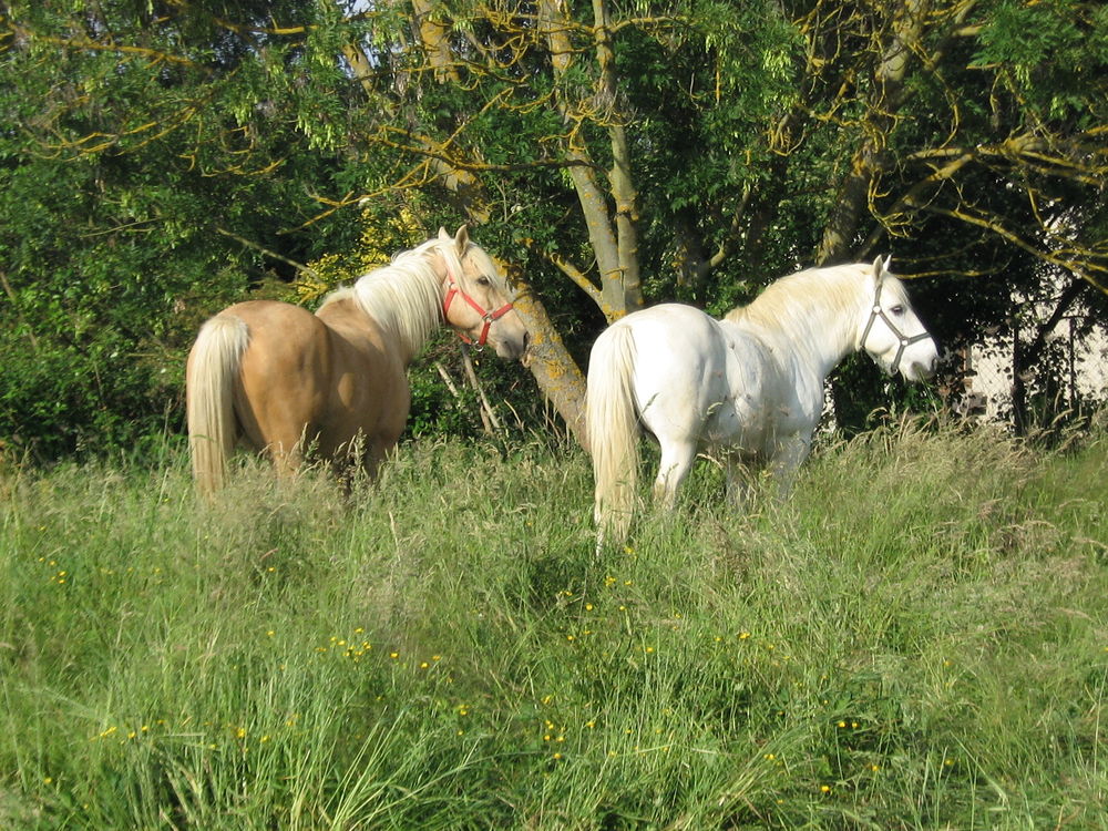 pr&eacute;  pour  chevaux . 0 01480 Chaleins