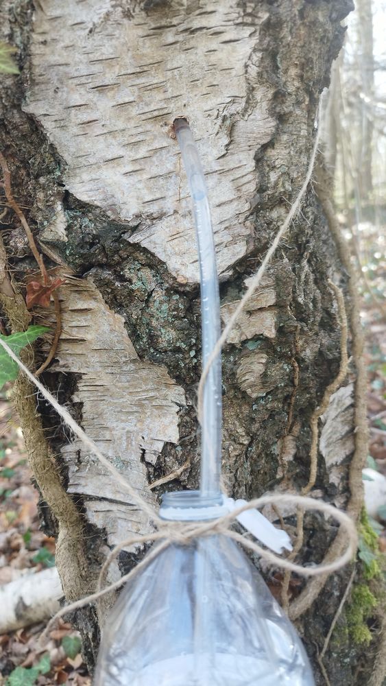 Eau de bouleau 0 60350 Jaulzy