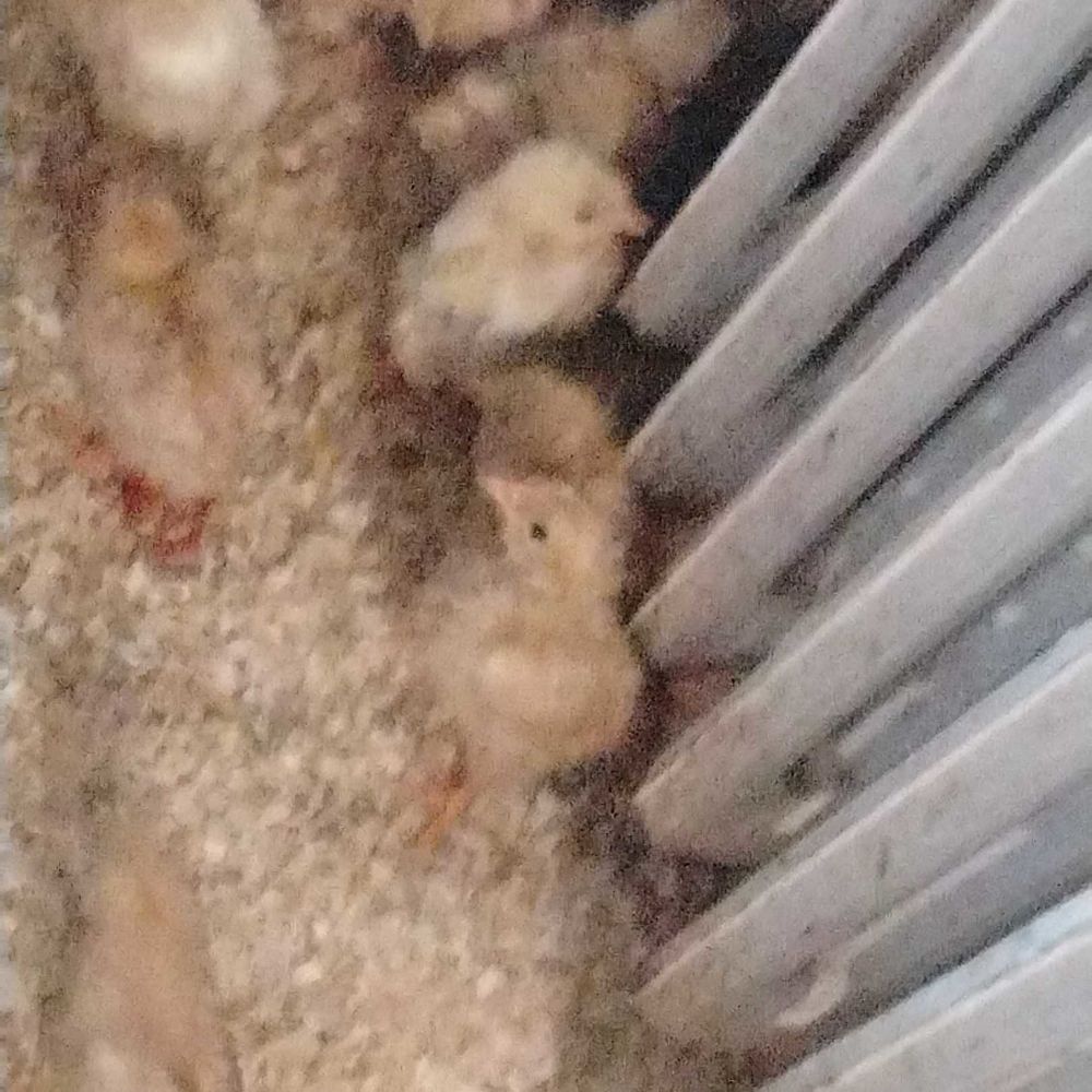 animaux 0 93800 �pinay-sur-seine