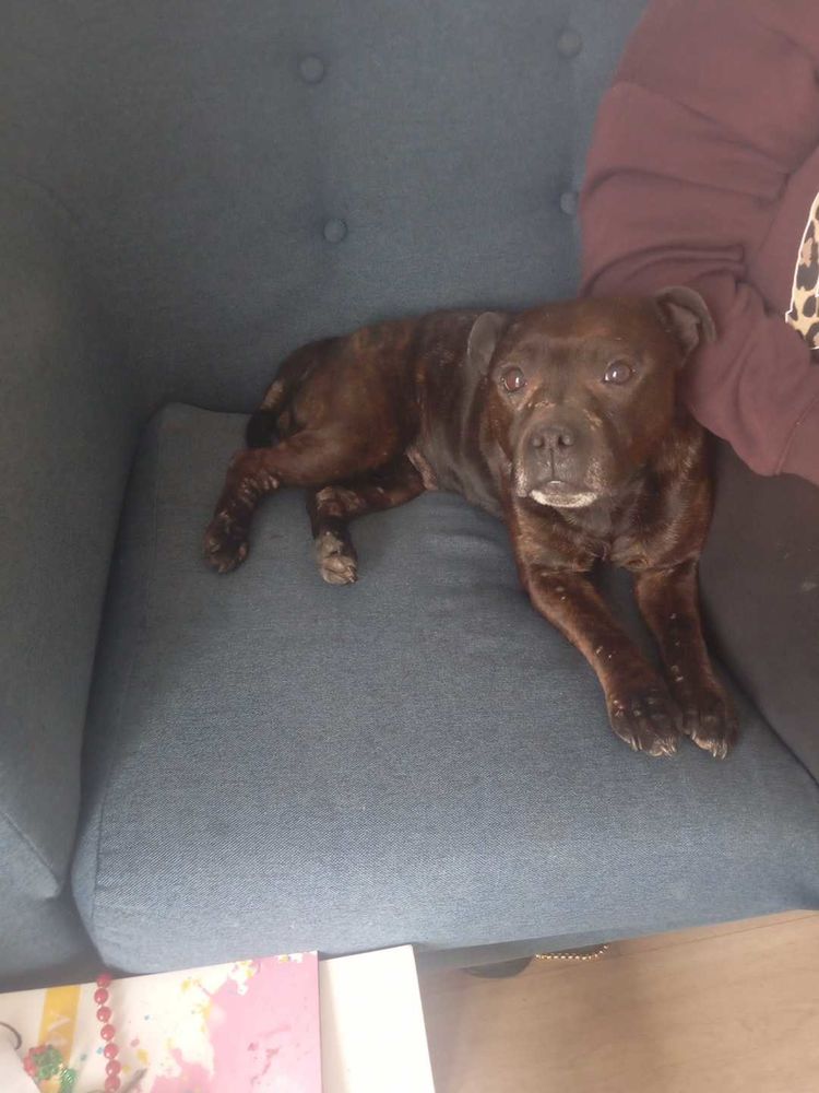 chienne staffie 0 76000 Rouen