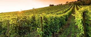  Propri�t�/ch�teau � vendre 1014 m�