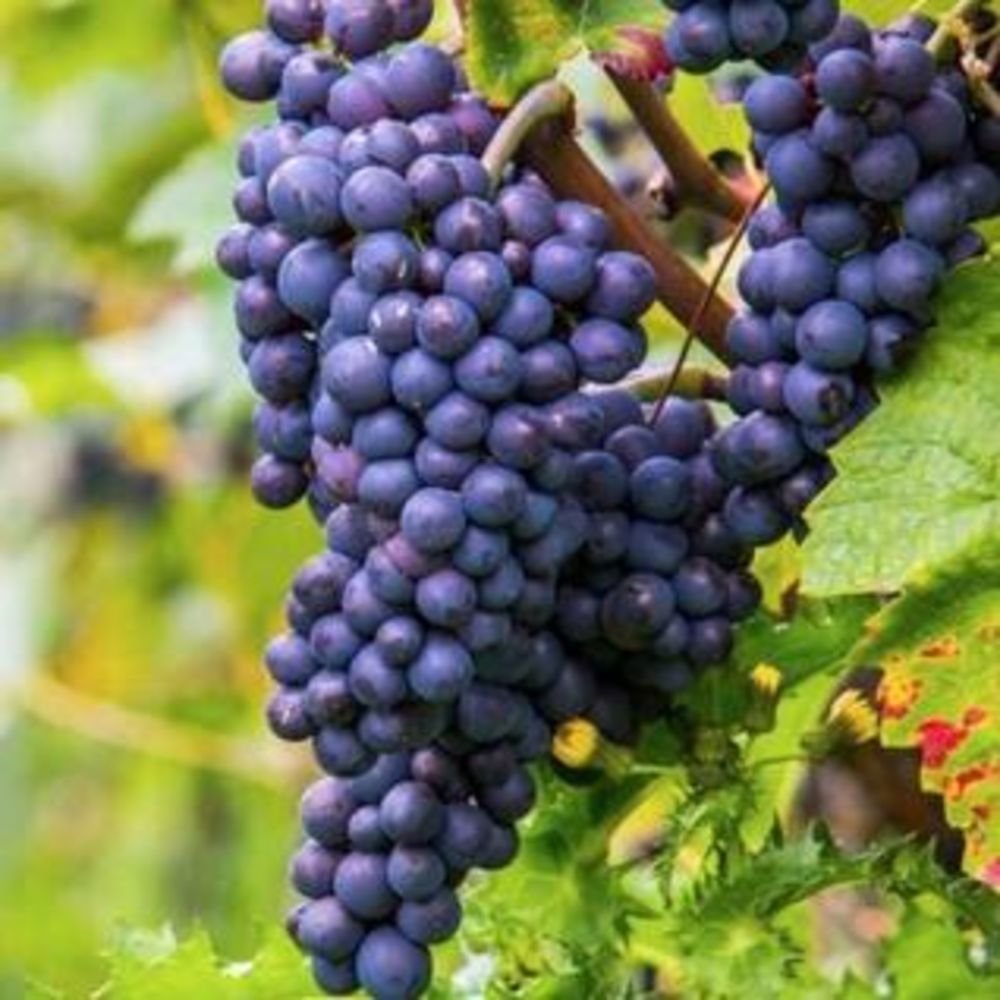 � vendre  Propri�t�/ch�teau Blaye (33390)