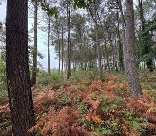  Terrain � vendre 51575 m�