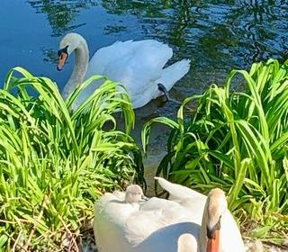  Maison � vendre 8 pi�ces 271 m�