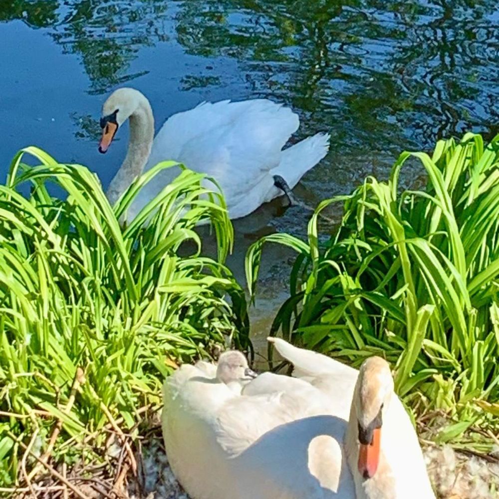 � vendre  Maison Compi�gne (60200)