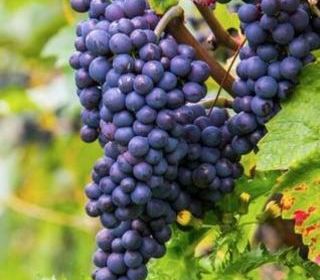  Propri�t�/ch�teau � vendre 1014 m�