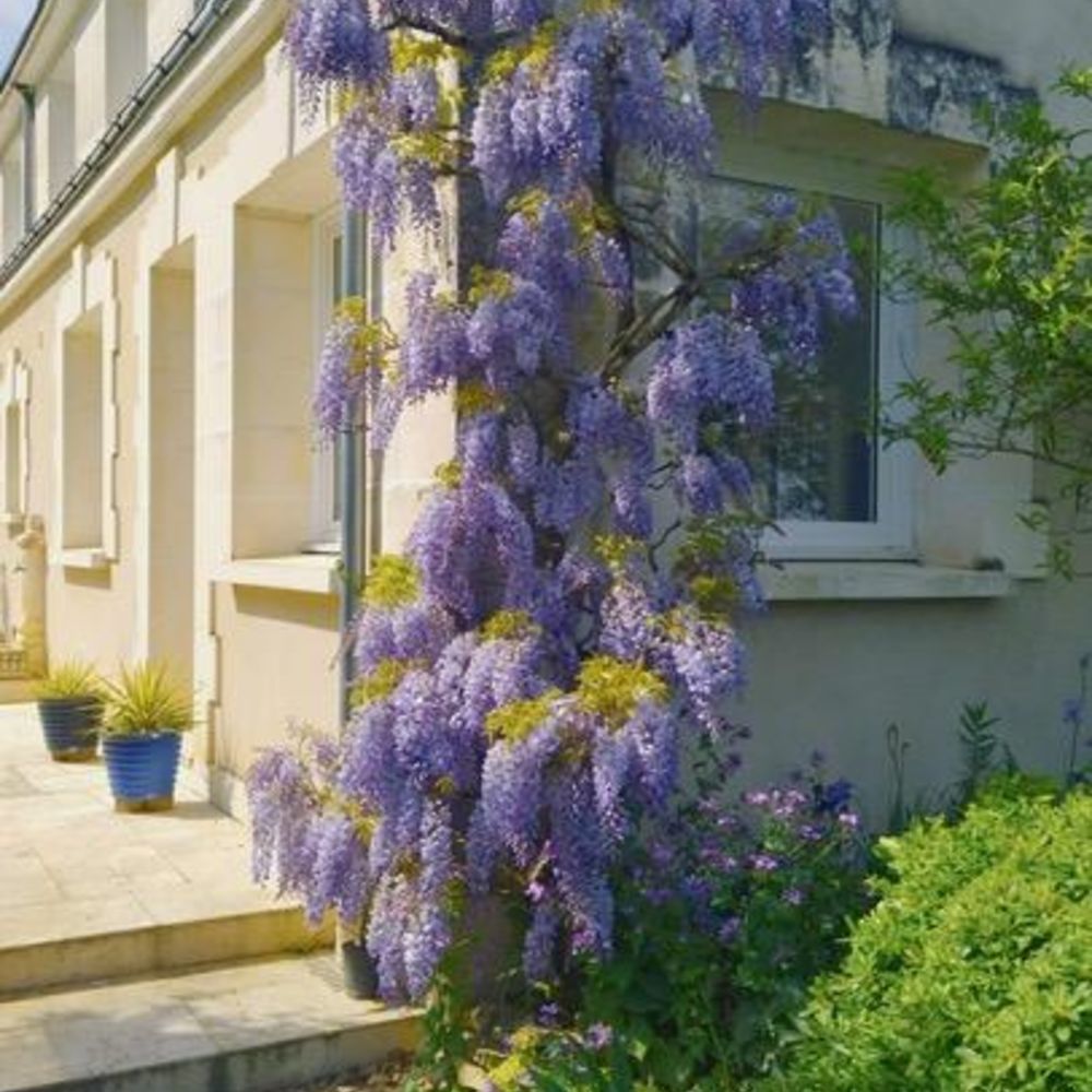 � vendre  Maison Savonni�res (37510)