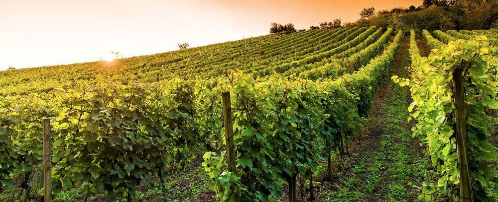 � vendre  Propri�t�/ch�teau Blaye (33390)