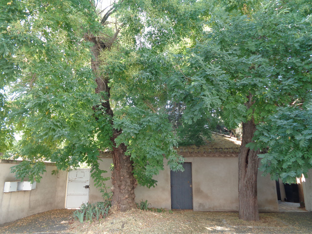 � vendre  Propri�t�/ch�teau Lunel (34400)