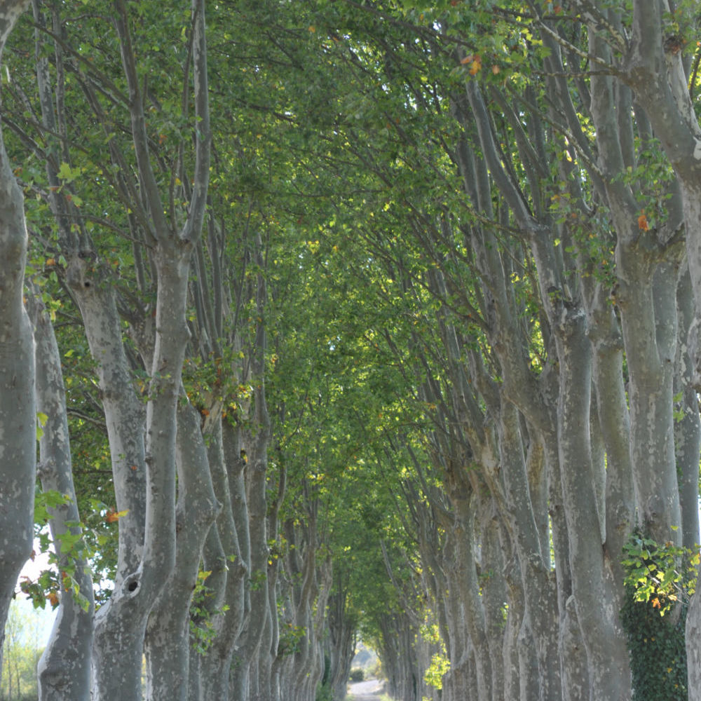 � vendre  Propri�t�/ch�teau Montpellier (34000)