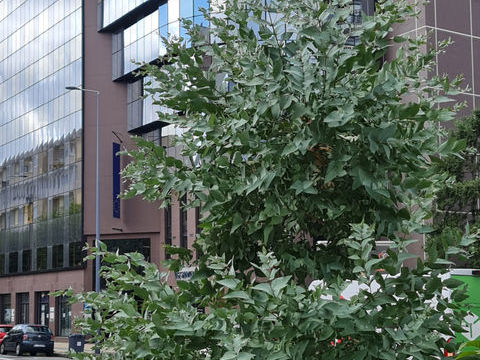 Saint-Etienne location de bureaux ou local d'activit&eacute; RDC PMR id&eacute;alement plac&eacute; quartier BERGSON 1645 42000 St etienne