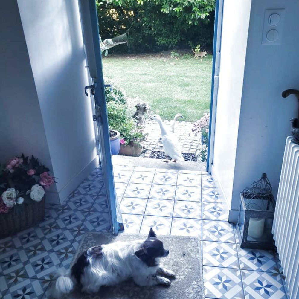 � vendre  Propri�t�/ch�teau Clohars-Carno�t (29360)