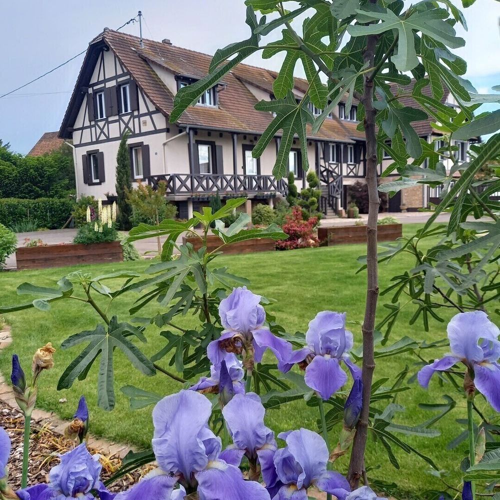 � vendre  Maison Rhinau (67860)