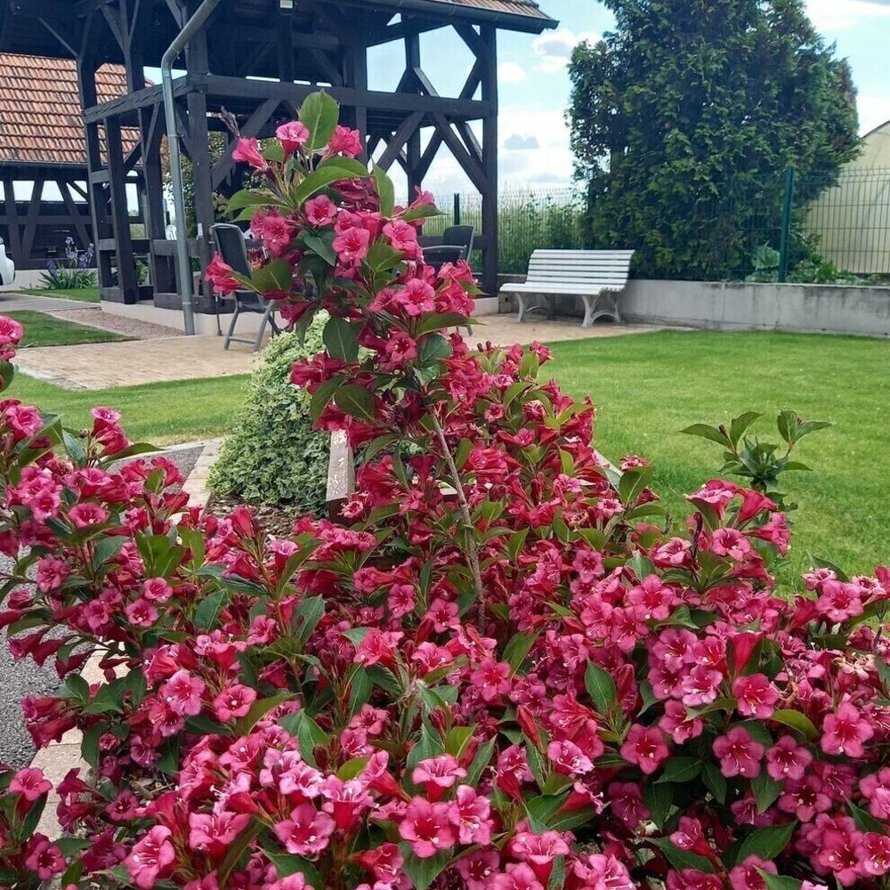 � vendre  Maison Rhinau (67860)