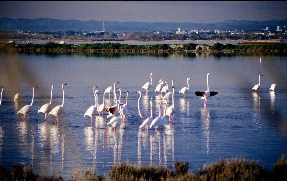 � vendre  Maison Palavas-les-Flots (34250)