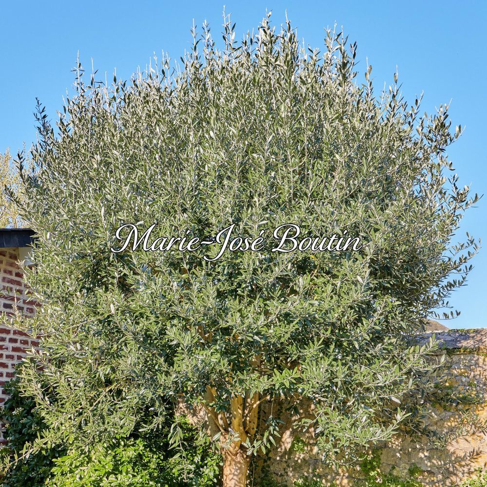 � vendre  Maison Deauville (14800)