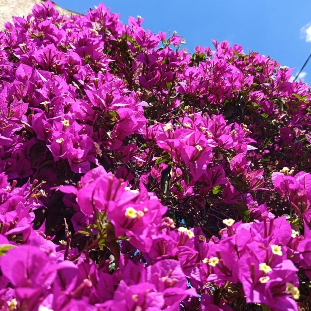 � vendre  Maison La Ciotat (13600)