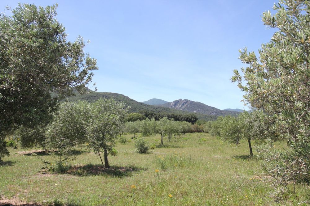 � vendre  Maison Argel�s-sur-Mer (66700)