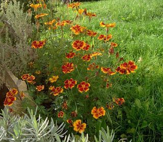  Maison � vendre 4 pi�ces 69 m�