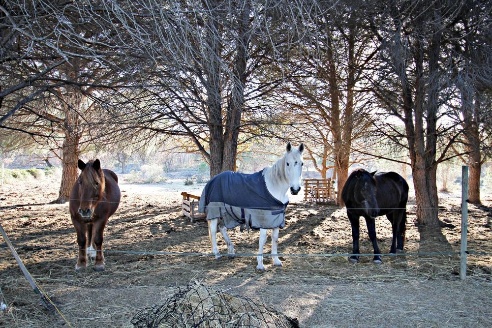 � vendre  Maison Argel�s-sur-Mer (66700)