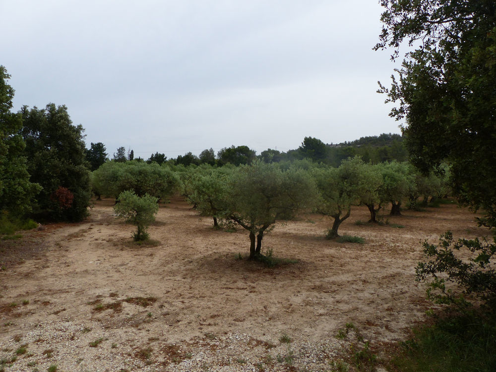 � vendre  Propri�t�/ch�teau Boulbon (13150)