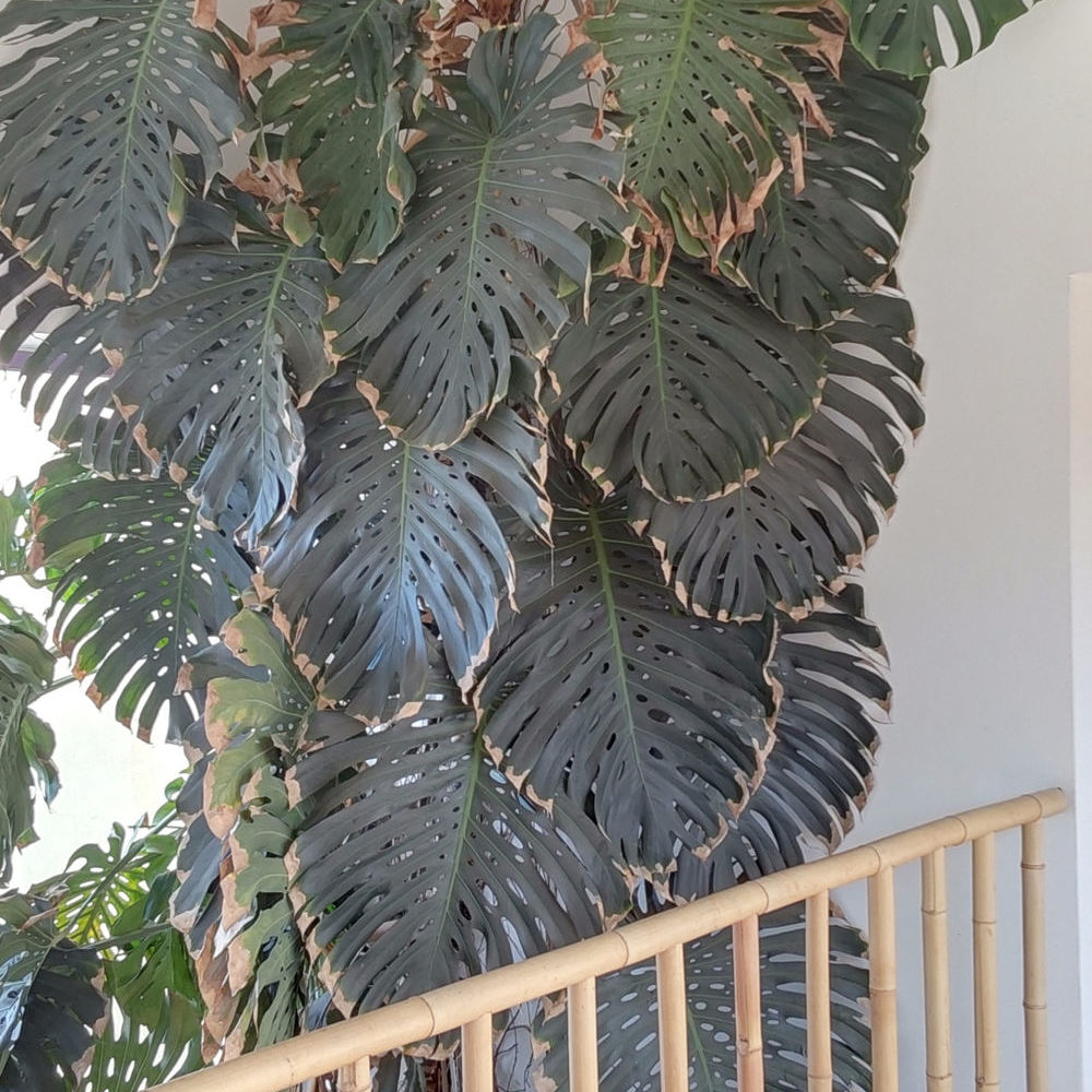 � vendre  Propri�t�/ch�teau N�mes (30000)