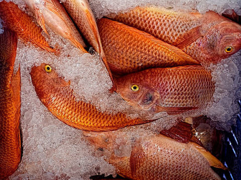 A VENDRE - LOCAL COMMERCIAL - CANET PLAGE (66) 184000 66140 Canet en roussillon