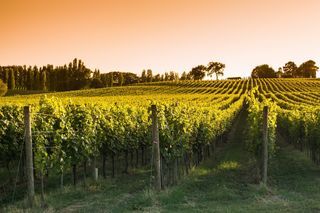  Terrain 2500 m� Ozillac