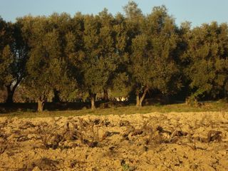  Terrain 385 m� Pierrefeu-du-var