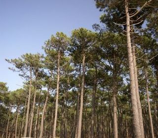  Terrain � vendre 525 m�