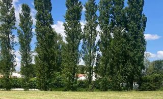  Maison 4 pi�ces 75 m� La roche-sur-yon