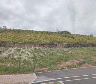  Terrain 505 m� Katzenthal