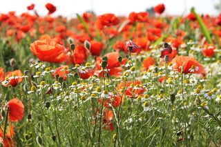  Terrain � vendre 810 m�