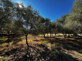  Maison 6 pi�ces 130 m� Puget-sur-argens