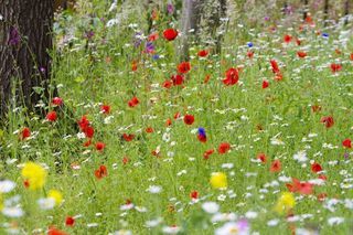  Terrain � vendre 600 m�