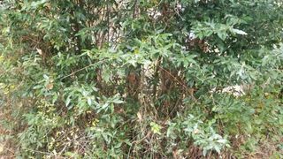  Terrain � vendre 785 m�